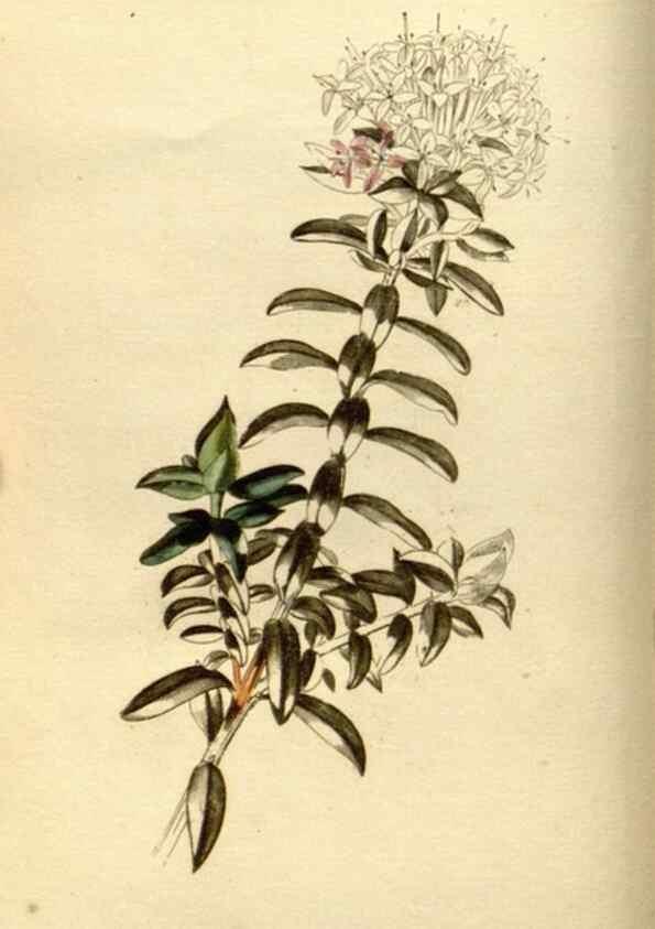 Reproducción/Reproduction 48783463211: The botanical cabinet. London :John & Arthur Arch ...,1817-1833.. 