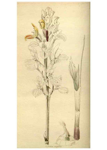 Reproducción/Reproduction 48783098803: The botanical cabinet. London :John & Arthur Arch ...,1817-1833.. 