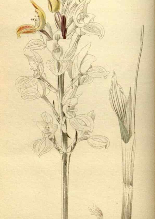 Reproducción/Reproduction 48783098803: The botanical cabinet. London :John & Arthur Arch ...,1817-1833.. 