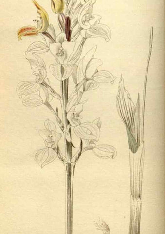 Reproducción/Reproduction 48783098803: The botanical cabinet. London :John & Arthur Arch ...,1817-1833.. 