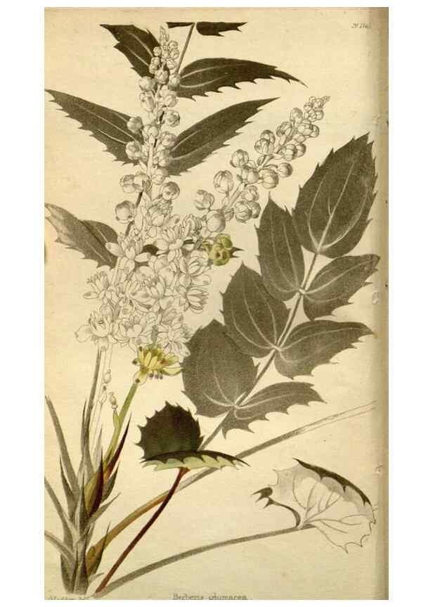 Reproducción/Reproduction 48783093298: The botanical cabinet. London :John & Arthur Arch ...,1817-1833.. 