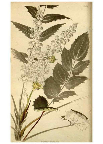Reproducción/Reproduction 48783093298: The botanical cabinet. London :John & Arthur Arch ...,1817-1833.. 