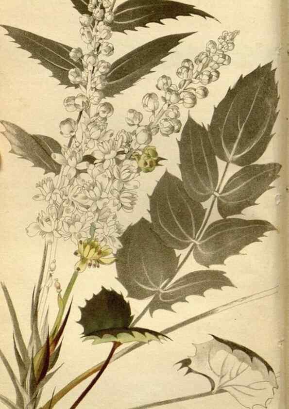 Reproducción/Reproduction 48783093298: The botanical cabinet. London :John & Arthur Arch ...,1817-1833.. 