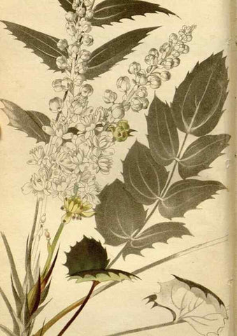 Reproducción/Reproduction 48783093298: The botanical cabinet. London :John & Arthur Arch ...,1817-1833.. 