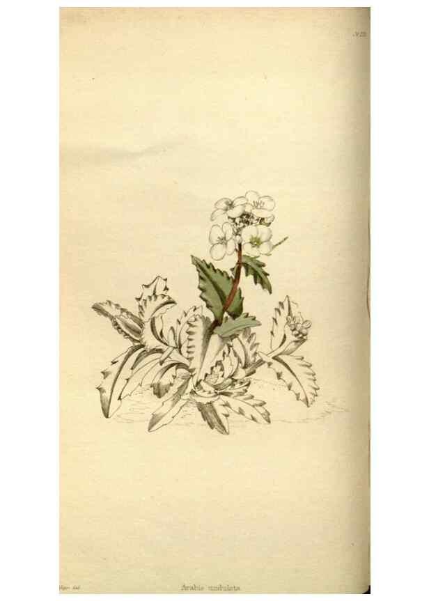 Reproducción/Reproduction 48783099618: The botanical cabinet. London :John & Arthur Arch ...,1817-1833.. 