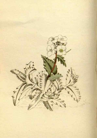 Reproducción/Reproduction 48783099618: The botanical cabinet. London :John & Arthur Arch ...,1817-1833.. 