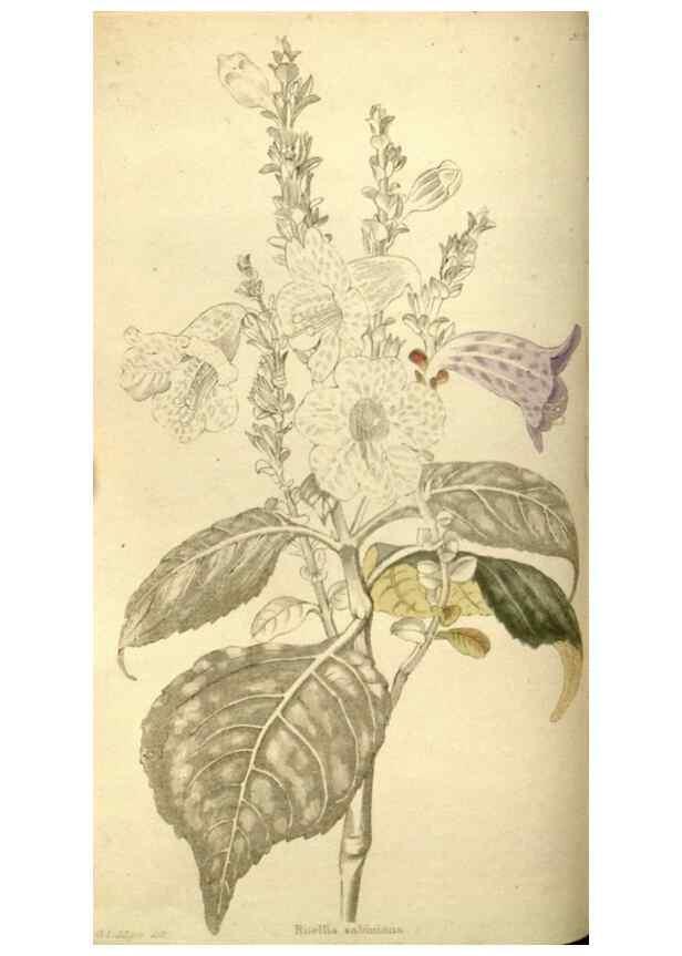 Reproducción/Reproduction 48783101223: The botanical cabinet. London :John & Arthur Arch ...,1817-1833.. 