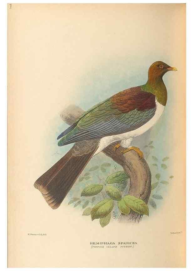 Reproducción/Reproduction 48786432211: The birds of Norfolk & Lord Howe Islands and the Australasian South Polar quadrant :. London :H.F. & G. Witherby,1928.. 