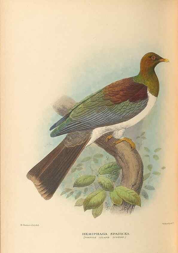 Reproducción/Reproduction 48786432211: The birds of Norfolk & Lord Howe Islands and the Australasian South Polar quadrant :. London :H.F. & G. Witherby,1928.. 