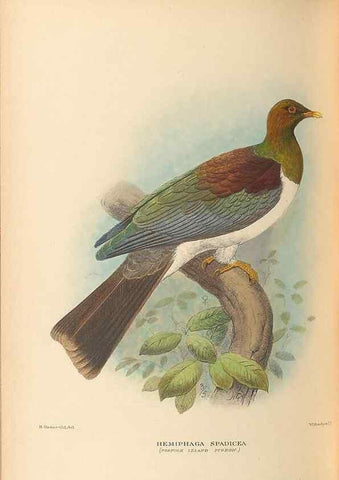 Reproducción/Reproduction 48786432211: The birds of Norfolk & Lord Howe Islands and the Australasian South Polar quadrant :. London :H.F. & G. Witherby,1928.. 