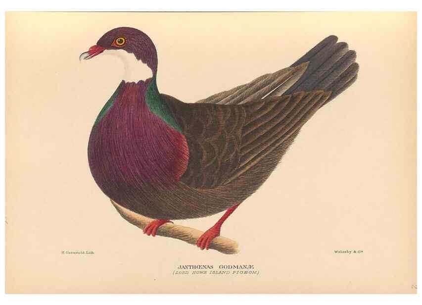 Reproducción/Reproduction 48786432456: The birds of Norfolk & Lord Howe Islands and the Australasian South Polar quadrant :. London :H.F. & G. Witherby,1928.. 