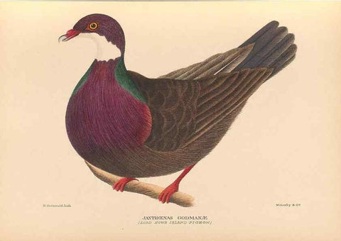 Reproducción/Reproduction 48786432456: The birds of Norfolk & Lord Howe Islands and the Australasian South Polar quadrant :. London :H.F. & G. Witherby,1928.. 