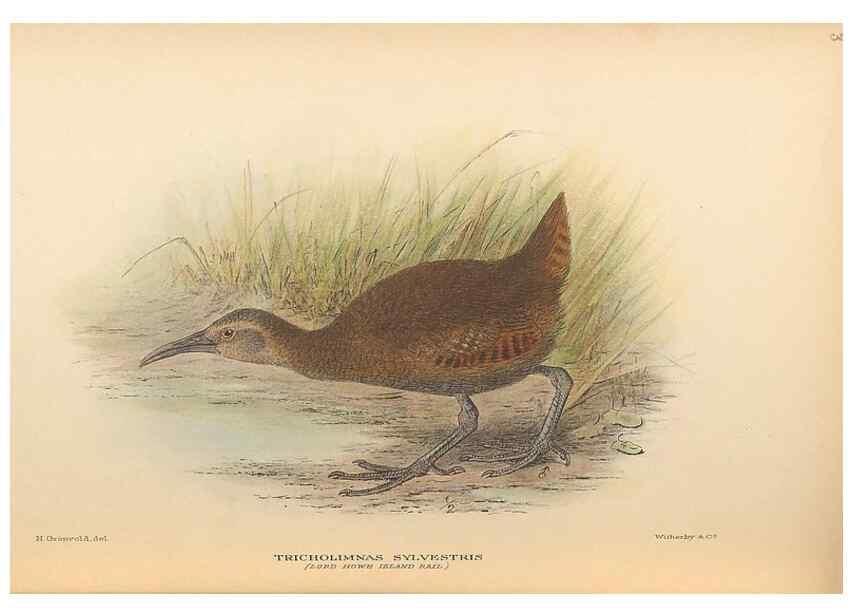 Reproducción/Reproduction 48786432676: The birds of Norfolk & Lord Howe Islands and the Australasian South Polar quadrant :. London :H.F. & G. Witherby,1928.. 