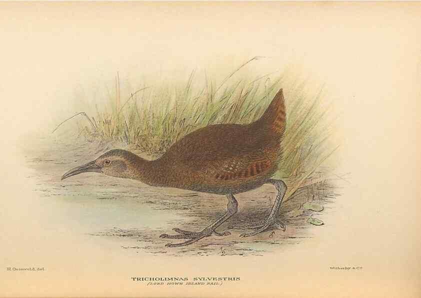 Reproducción/Reproduction 48786432676: The birds of Norfolk & Lord Howe Islands and the Australasian South Polar quadrant :. London :H.F. & G. Witherby,1928.. 