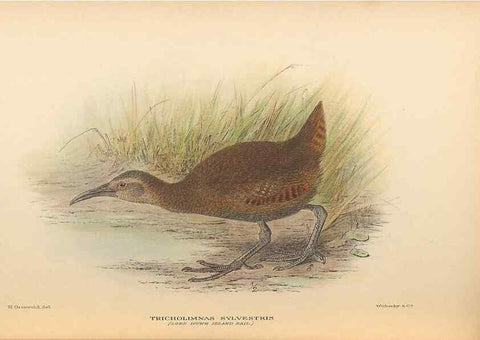 Reproducción/Reproduction 48786432676: The birds of Norfolk & Lord Howe Islands and the Australasian South Polar quadrant :. London :H.F. & G. Witherby,1928.. 