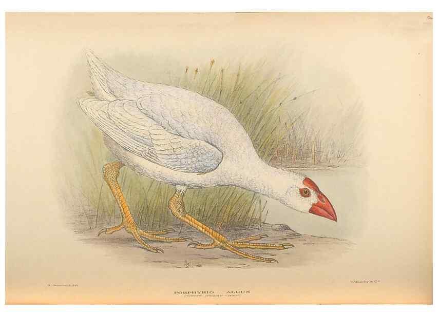 Reproducción/Reproduction 48786068378: The birds of Norfolk & Lord Howe Islands and the Australasian South Polar quadrant :. London :H.F. & G. Witherby,1928.. 