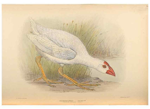 Reproducción/Reproduction 48786068378: The birds of Norfolk & Lord Howe Islands and the Australasian South Polar quadrant :. London :H.F. & G. Witherby,1928.. 