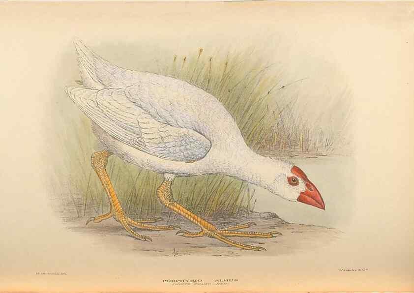 Reproducción/Reproduction 48786068378: The birds of Norfolk & Lord Howe Islands and the Australasian South Polar quadrant :. London :H.F. & G. Witherby,1928.. 