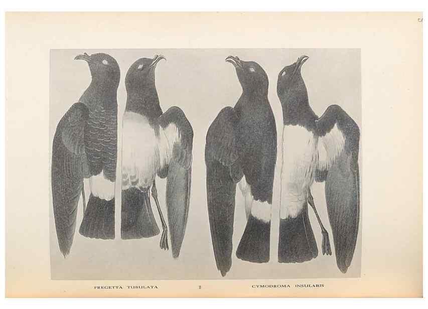 Reproducción/Reproduction 48786584222: The birds of Norfolk & Lord Howe Islands and the Australasian South Polar quadrant :. London :H.F. & G. Witherby,1928.. 