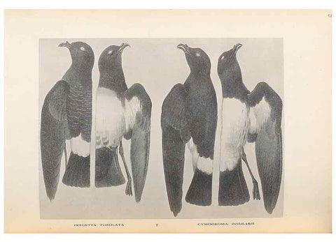 Reproducción/Reproduction 48786584222: The birds of Norfolk & Lord Howe Islands and the Australasian South Polar quadrant :. London :H.F. & G. Witherby,1928.. 