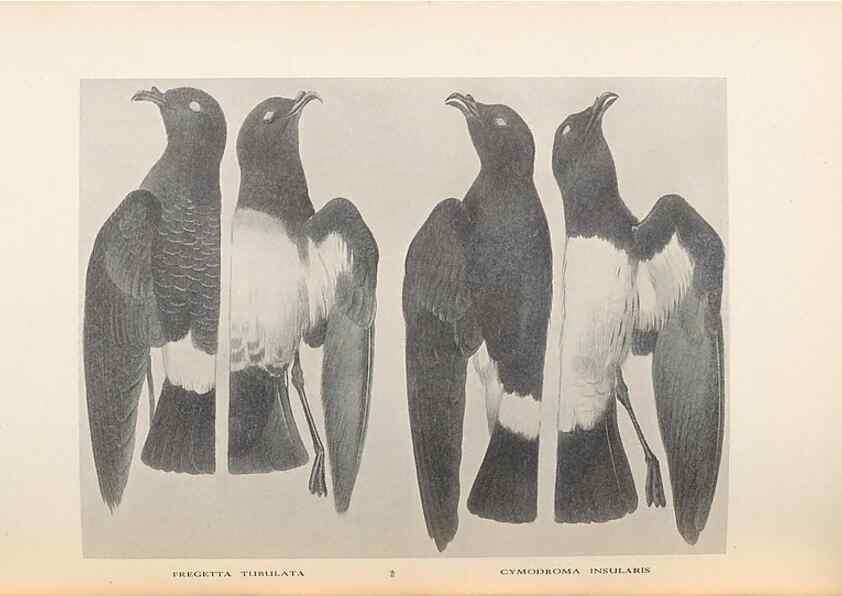 Reproducción/Reproduction 48786584222: The birds of Norfolk & Lord Howe Islands and the Australasian South Polar quadrant :. London :H.F. & G. Witherby,1928.. 
