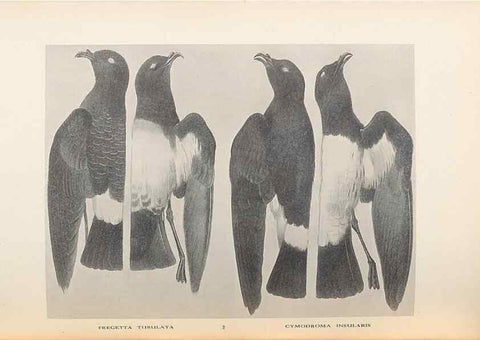 Reproducción/Reproduction 48786584222: The birds of Norfolk & Lord Howe Islands and the Australasian South Polar quadrant :. London :H.F. & G. Witherby,1928.. 