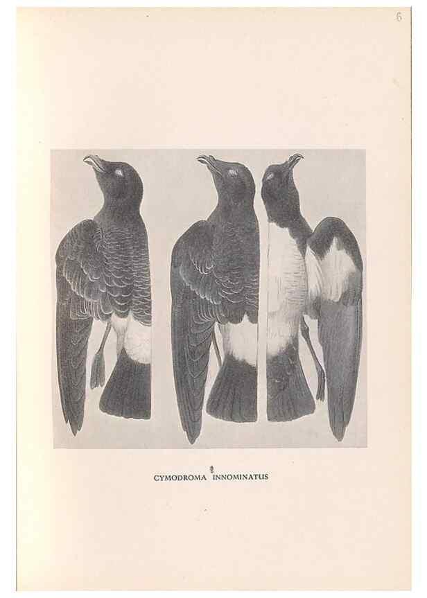 Reproducción/Reproduction 48786433576: The birds of Norfolk & Lord Howe Islands and the Australasian South Polar quadrant :. London :H.F. & G. Witherby,1928.. 