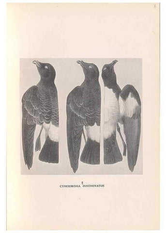 Reproducción/Reproduction 48786433576: The birds of Norfolk & Lord Howe Islands and the Australasian South Polar quadrant :. London :H.F. & G. Witherby,1928.. 