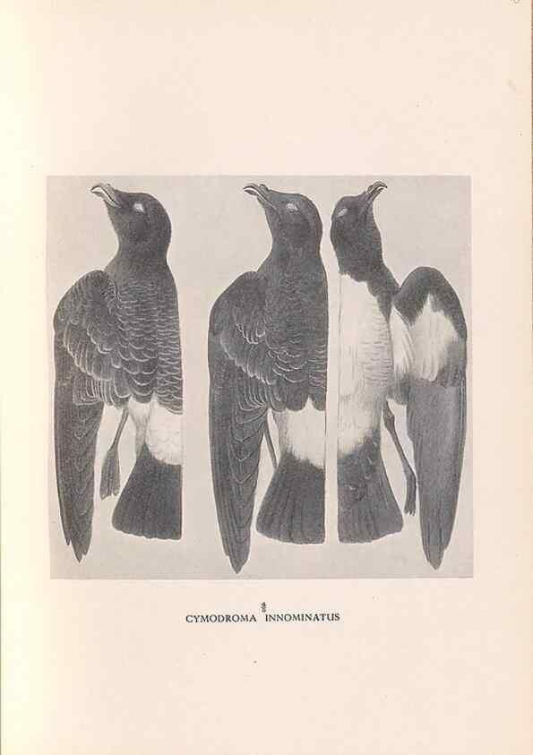 Reproducción/Reproduction 48786433576: The birds of Norfolk & Lord Howe Islands and the Australasian South Polar quadrant :. London :H.F. & G. Witherby,1928.. 