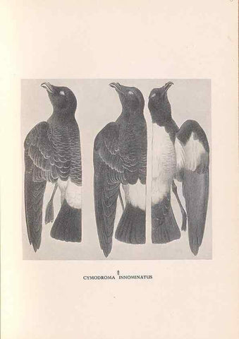Reproducción/Reproduction 48786433576: The birds of Norfolk & Lord Howe Islands and the Australasian South Polar quadrant :. London :H.F. & G. Witherby,1928.. 
