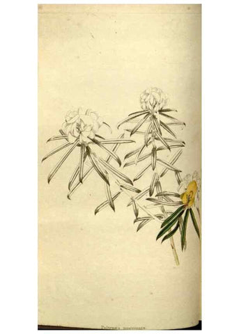 Reproducción/Reproduction 48783100313: The botanical cabinet. London :John & Arthur Arch ...,1817-1833.. 