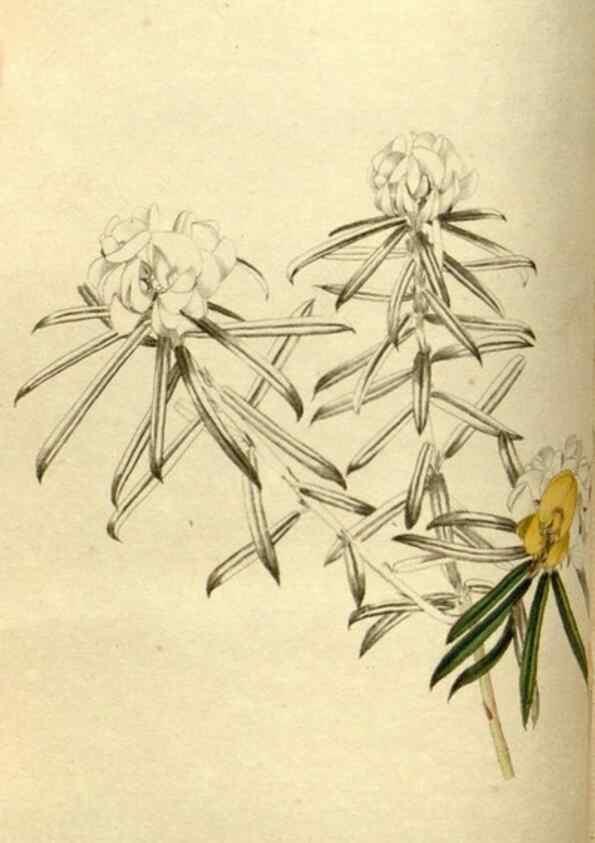 Reproducción/Reproduction 48783100313: The botanical cabinet. London :John & Arthur Arch ...,1817-1833.. 