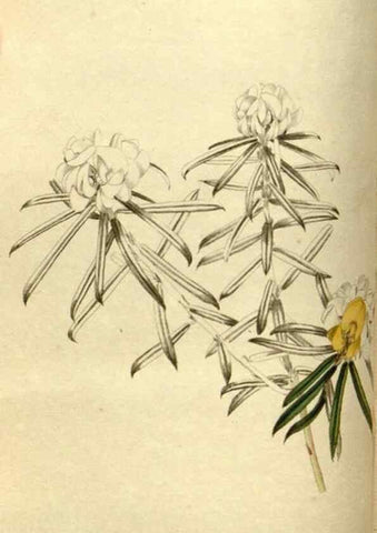 Reproducción/Reproduction 48783100313: The botanical cabinet. London :John & Arthur Arch ...,1817-1833.. 
