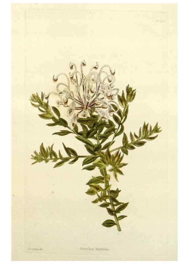 Reproducción/Reproduction 48782947453: The botanical cabinet. London :John & Arthur Arch ...,1817-1833.. 