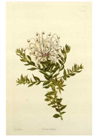 Reproducción/Reproduction 48782947453: The botanical cabinet. London :John & Arthur Arch ...,1817-1833.. 