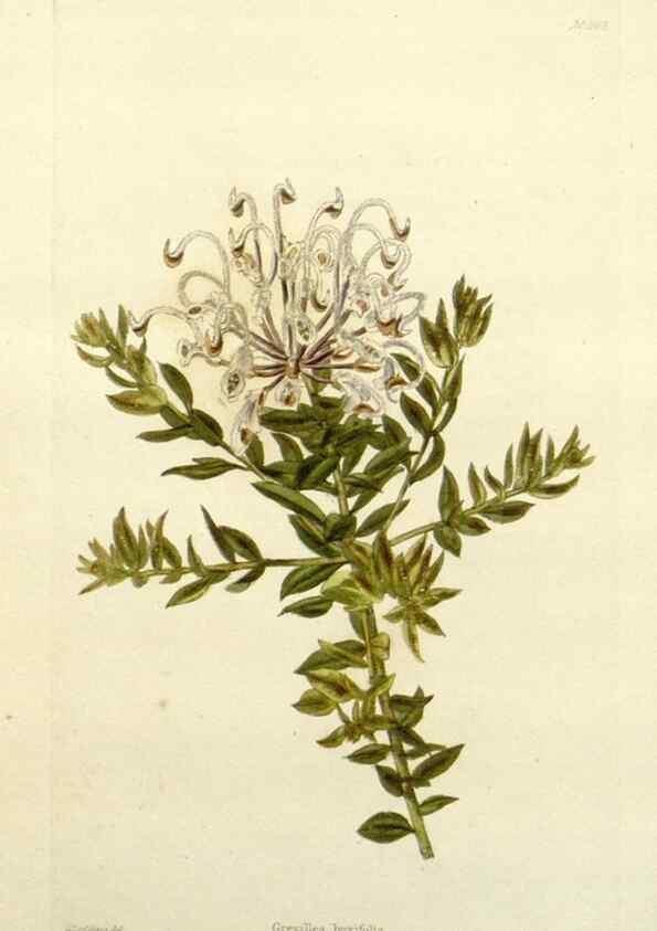 Reproducción/Reproduction 48782947453: The botanical cabinet. London :John & Arthur Arch ...,1817-1833.. 