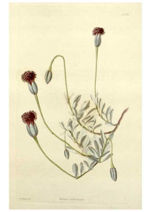 Reproducción/Reproduction 48782946963: The botanical cabinet. London :John & Arthur Arch ...,1817-1833.. 