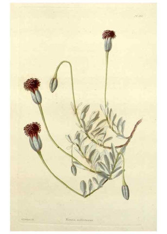 Reproducción/Reproduction 48782946963: The botanical cabinet. London :John & Arthur Arch ...,1817-1833.. 