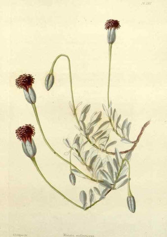 Reproducción/Reproduction 48782946963: The botanical cabinet. London :John & Arthur Arch ...,1817-1833.. 