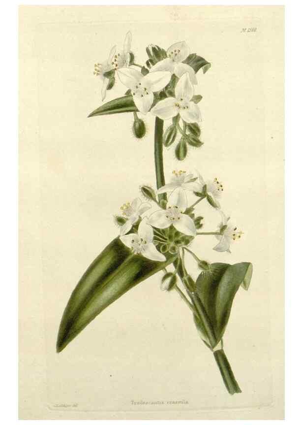 Reproducción/Reproduction 48783311086: The botanical cabinet. London :John & Arthur Arch ...,1817-1833.. 