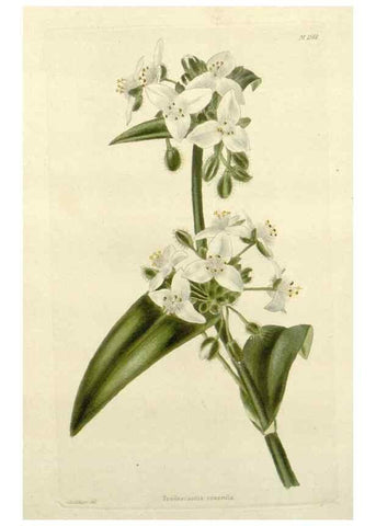 Reproducción/Reproduction 48783311086: The botanical cabinet. London :John & Arthur Arch ...,1817-1833.. 