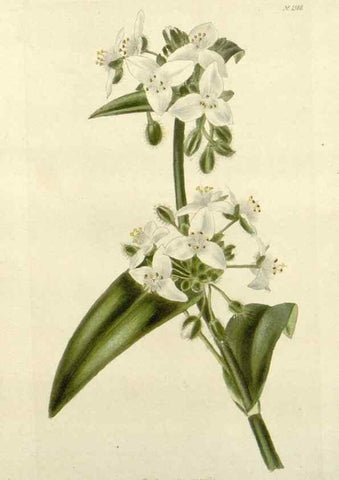 Reproducción/Reproduction 48783311086: The botanical cabinet. London :John & Arthur Arch ...,1817-1833.. 