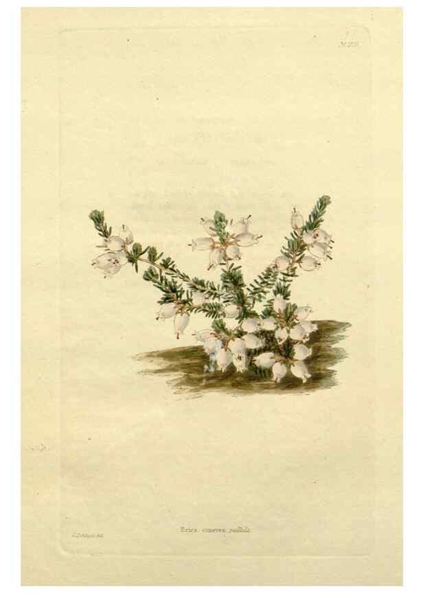 Reproducción/Reproduction 48783274226: The botanical cabinet. London :John & Arthur Arch ...,1817-1833.. 