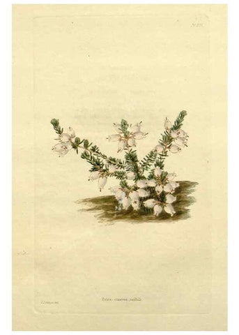 Reproducción/Reproduction 48783274226: The botanical cabinet. London :John & Arthur Arch ...,1817-1833.. 