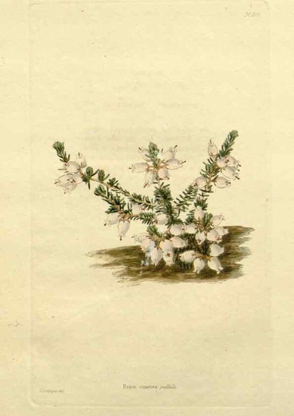Reproducción/Reproduction 48783274226: The botanical cabinet. London :John & Arthur Arch ...,1817-1833.. 