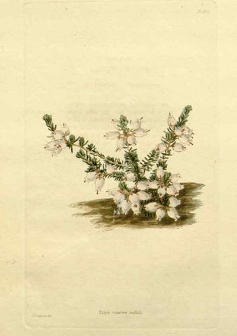 Reproducción/Reproduction 48783274226: The botanical cabinet. London :John & Arthur Arch ...,1817-1833.. 