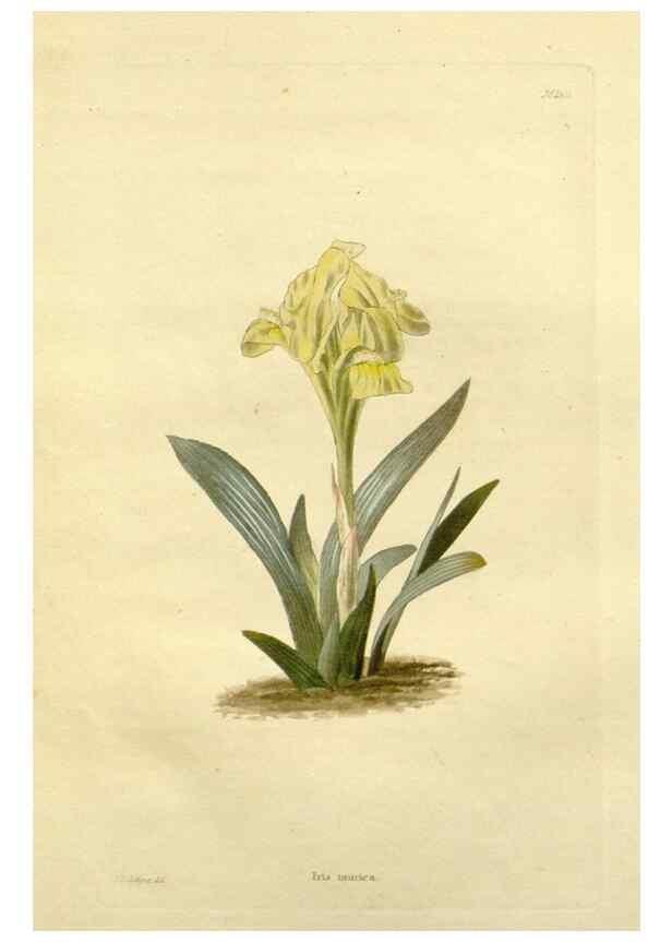 Reproducción/Reproduction 48783441892: The botanical cabinet. London :John & Arthur Arch ...,1817-1833.. 