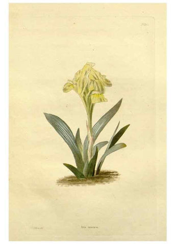 Reproducción/Reproduction 48783441892: The botanical cabinet. London :John & Arthur Arch ...,1817-1833.. 