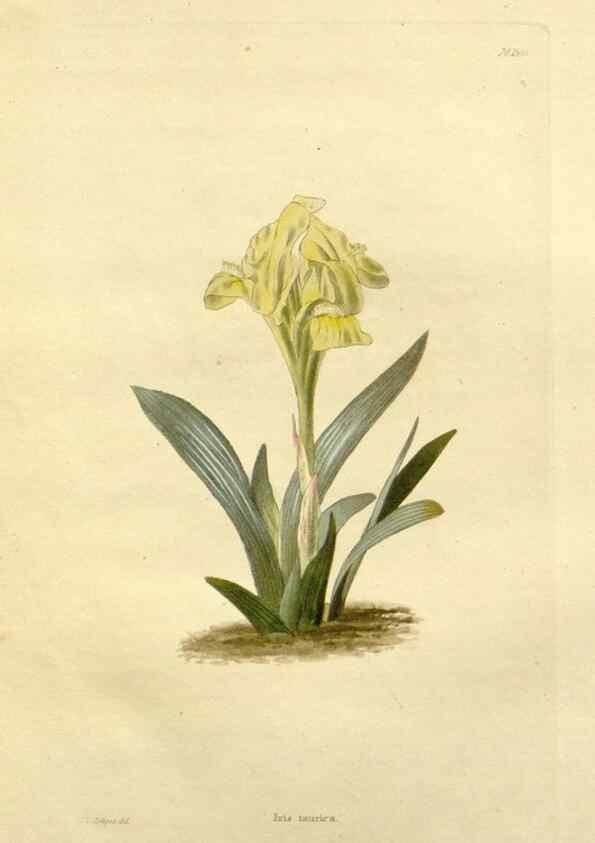 Reproducción/Reproduction 48783441892: The botanical cabinet. London :John & Arthur Arch ...,1817-1833.. 
