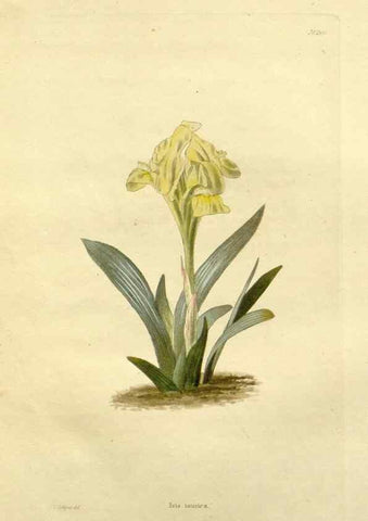 Reproducción/Reproduction 48783441892: The botanical cabinet. London :John & Arthur Arch ...,1817-1833.. 